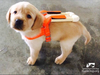 Guide Dog Training Begins Early