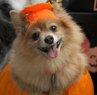 Dog Safety Tips for Halloween