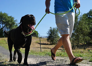 When is it Safe to Let Your Dog Off Leash?