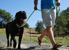 When is it Safe to Let Your Dog Off Leash?