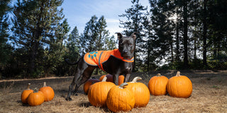 black dog in pumpkin patch wearing high visibility dog vest