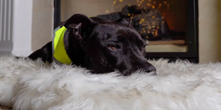dog laying on dog bed