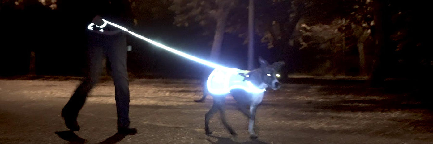 Night dog 2024 walking accessories