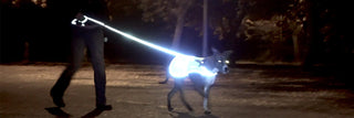 Dog Safety Tips For Nighttime Walks