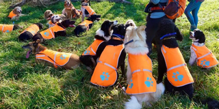 Paws on the Path Dog adventures in Westport Massachusetts