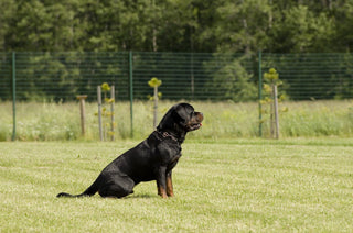 Obedience Training 101: Three Ways to Teach Your Dog to Sit