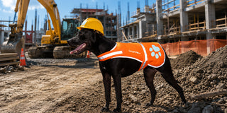 black working dog at construction site wearing blaze orange safety high vis dog vest