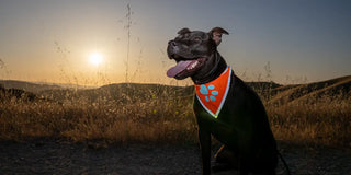 The Science Behind Reflective Dog Gear: Why Bright Colors Matter