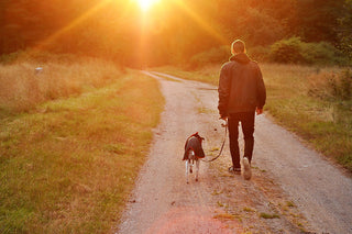 Obedience Training 101: Three Ways to Teach Your Dog to Sit