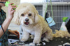 Top 5 Time Saving Tips for Pet Grooming