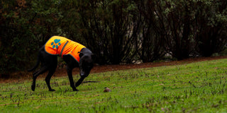 Black dog wearing SafetyPUP XD Orange High visibility reflective dog vest walking on grass