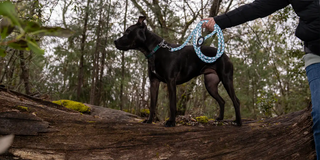 dog standing on log in forest