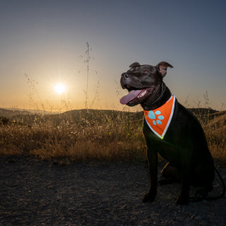 SafetyPUP XD® Orange Dog Bandana