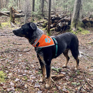 SafetyPUP XD® Orange Dog Bandana