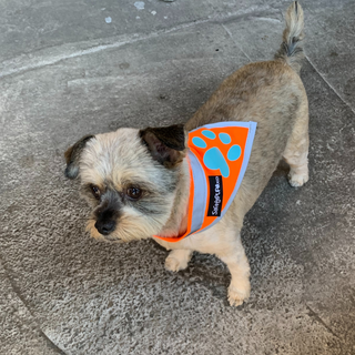 SafetyPUP XD® Orange Dog Bandana