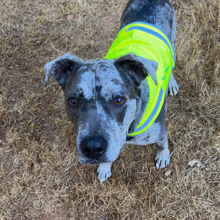 Dakota - mixed breed rescue dog looking into the camera 