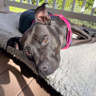 Luna, a black lab pit mixed breed rescue lounging on her dog bed with puppy dog eyes