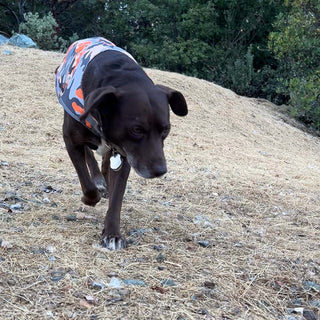 Patrick - mixed breed rescue dog modeling camo SafetyPUP hi vis reflective dog vest