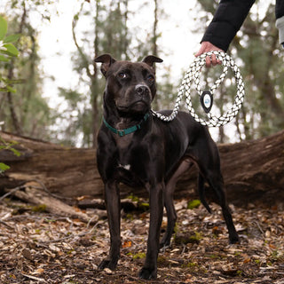 Dog standing in a forest with a person holding a rope toy