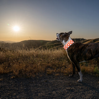 Reflective Dog Collar