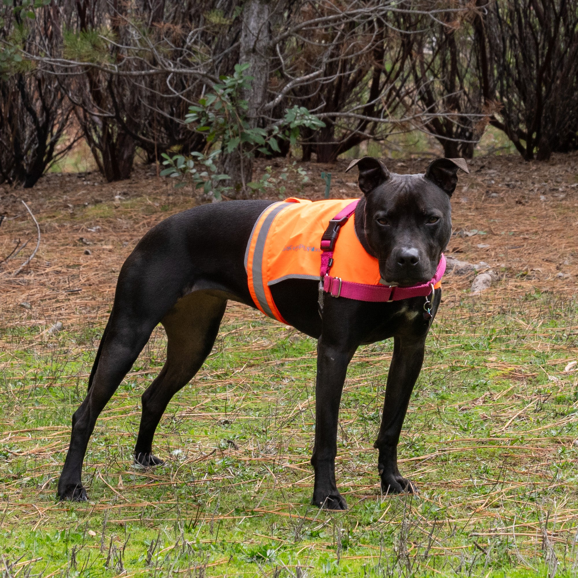 Reflective Dog Safety Vest Orange Dog Hunting Vest Harness Dress