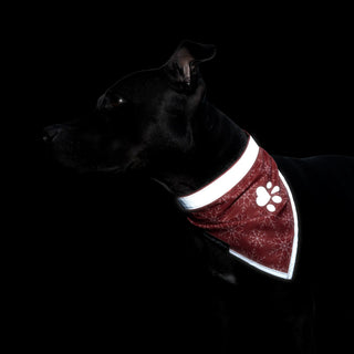 Dog wearing a reflective collar with paw print design on a black background