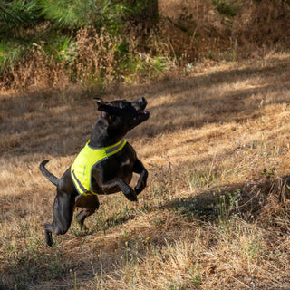 Hi Visibility Reflective Dog Vest LITE