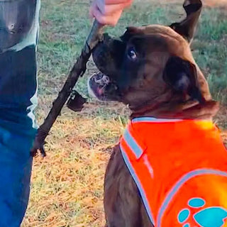 High visibility reflective orange dog vest on dog excited to fetch stick while walking with man