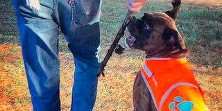  High visibility reflective orange dog vest