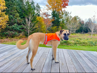 Hi Visibility Reflective Dog Vest LITE