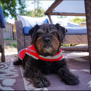 Small dog Yuri laying facing camera wearing SafetyPUP XD reflective dog vest on rug in front of patio furniture couch