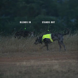 Dog wearing a bright yellow safety vest in a grassy field with text indicating 'Blends In' and 'Stands Out'.