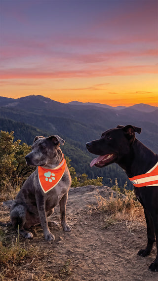 Two dogs on a mountain trail at sunset, each wearing an orange bandana with a white paw print and reflective orange-and-white collar. The background shows layered blue-gray mountain ridges under a pink, orange, and purple sky.