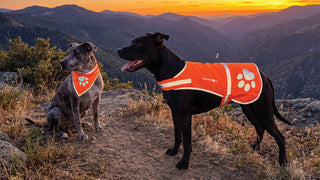 Two dogs on a mountain trail at sunset, each wearing a bright orange reflective dog jacket or bandana with a white paw print logo. The standing black dog wears the jacket, and the seated gray dog wears the bandana.