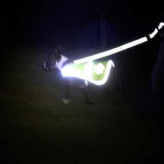 Dog standing on a leash at night with a bright light source