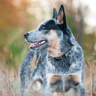 Dog in Rural area blends into surrounds. In wooded, rural areas it can be easy to lose sight of your PUP