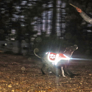 SafetyPUP XD Blaze Orange Reflective Dog Vest as bright as a dog night light gets