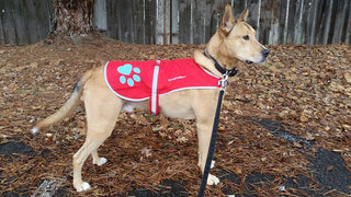 SafetyPUP XD® Urban Reflective Dog Vest