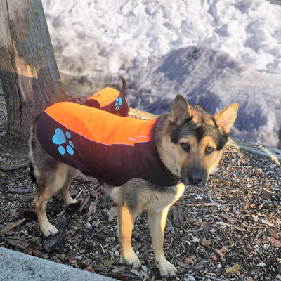 SafetyPUP XD® Waterproof Dog Vest